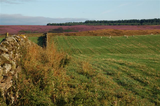 View of the heather at Cornhills Farmhouse.